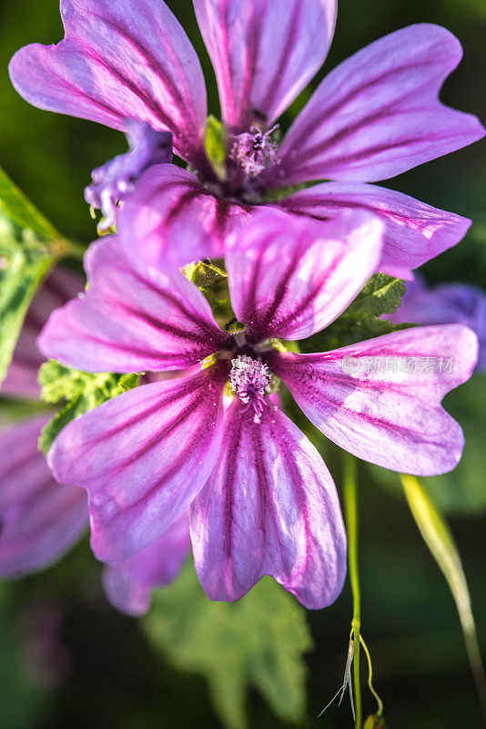 Malva (Malva sylvestris)花特写